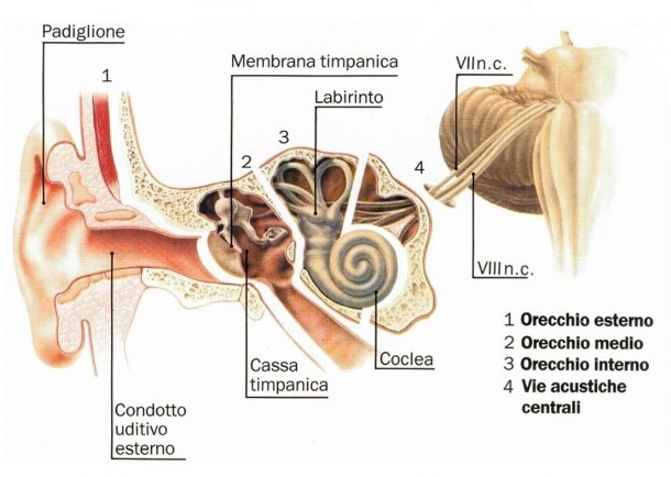 Anatomia dell'Orecchio Anatomia dell'Orecchio